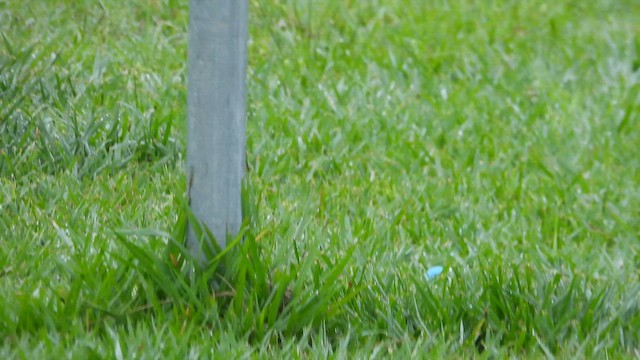 Gray Monjita - ML645576388