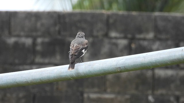 Gray Monjita - ML645576390