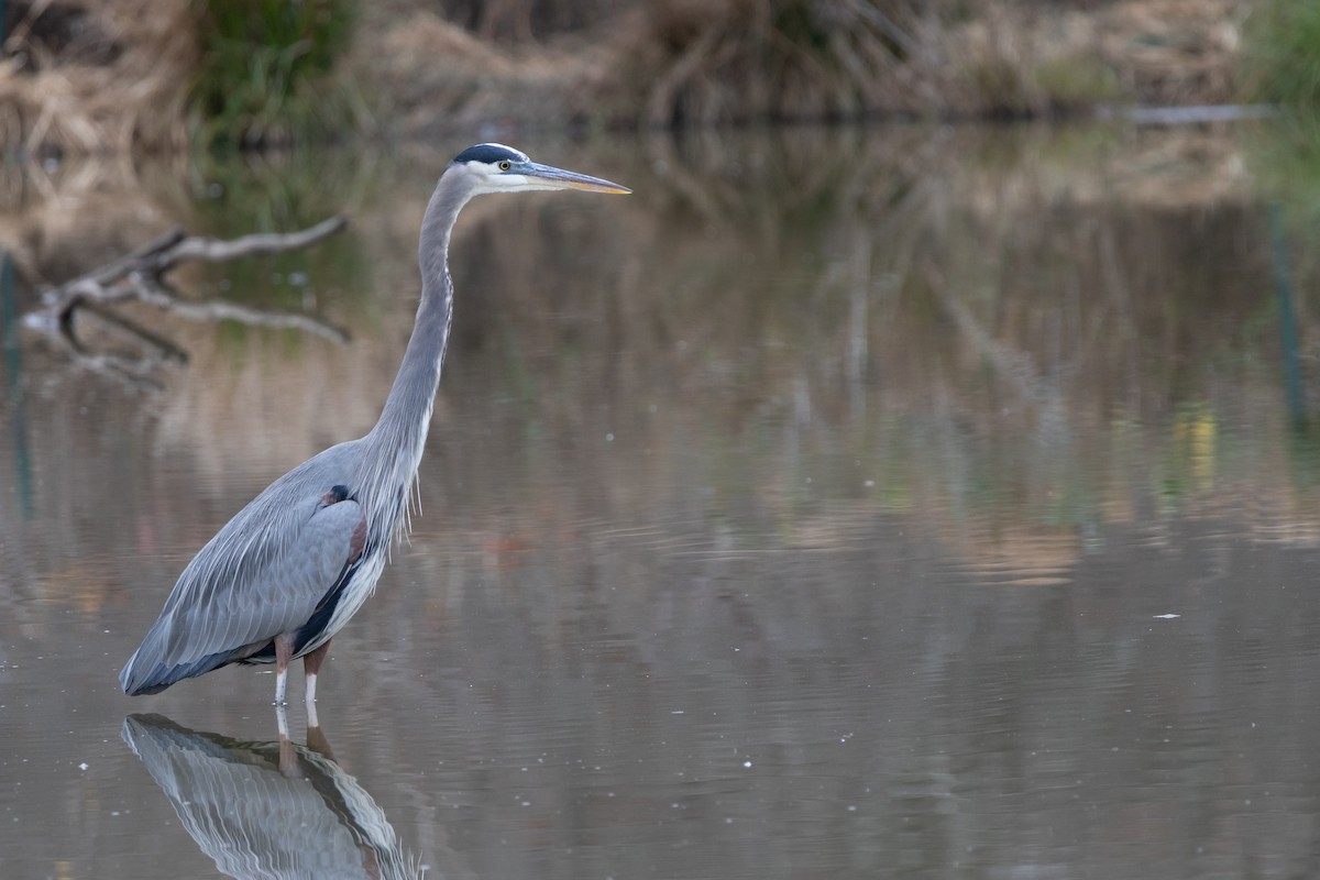 אנפה אמריקנית - ML645576391