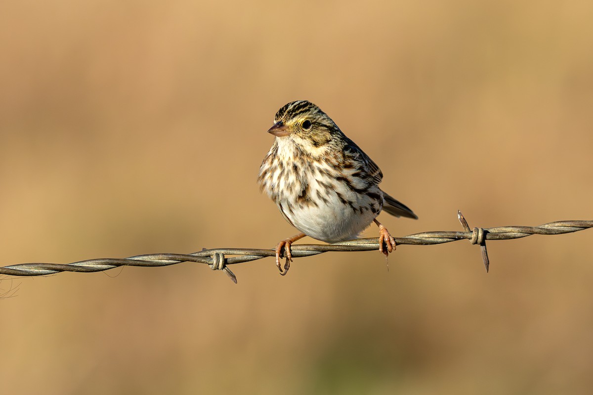 Savannah Sparrow - ML645576392