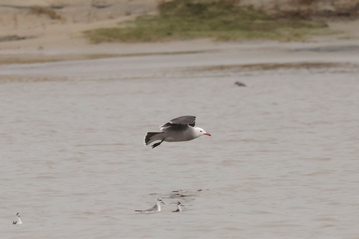 Heermann's Gull - ML645576393