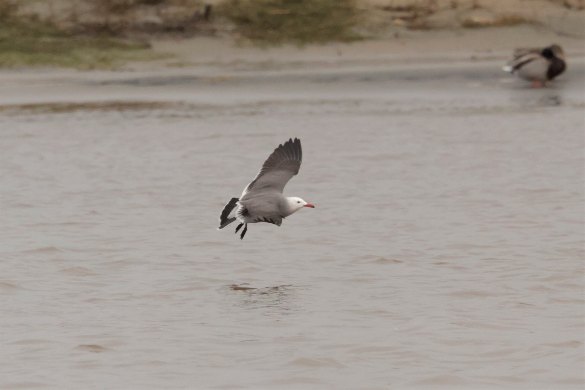 Heermann's Gull - ML645576394
