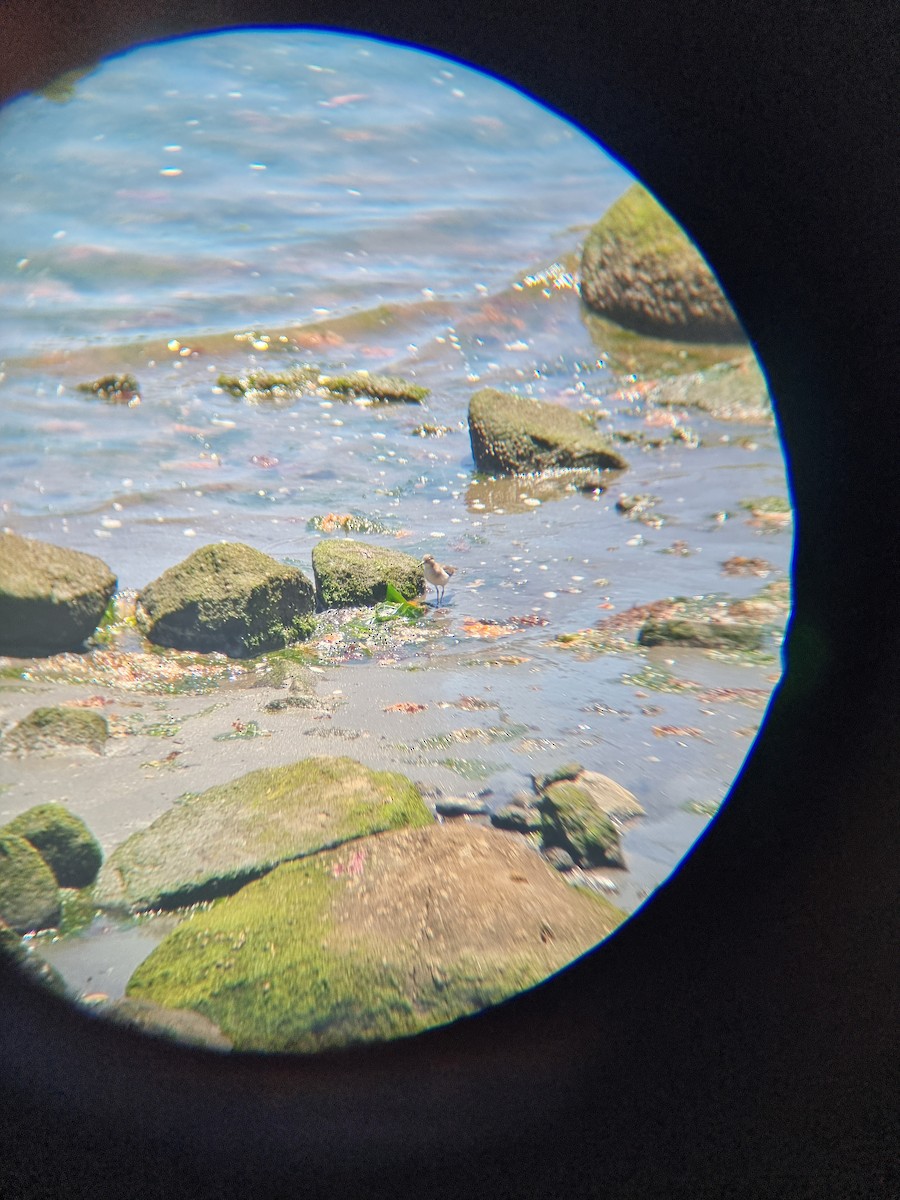 Spotted Sandpiper - ML645576397