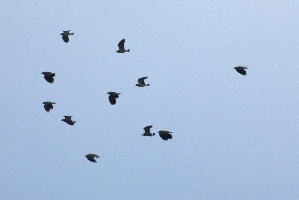 Northern Lapwing - ML645576399