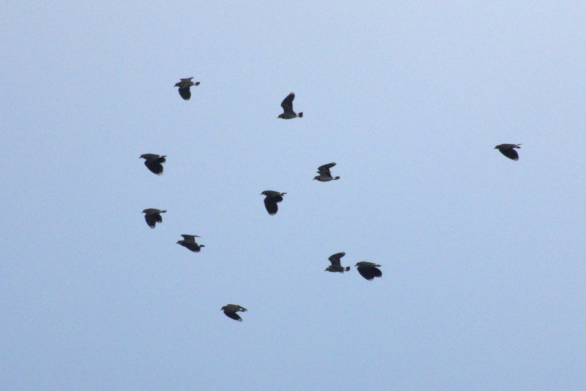 Northern Lapwing - ML645576400