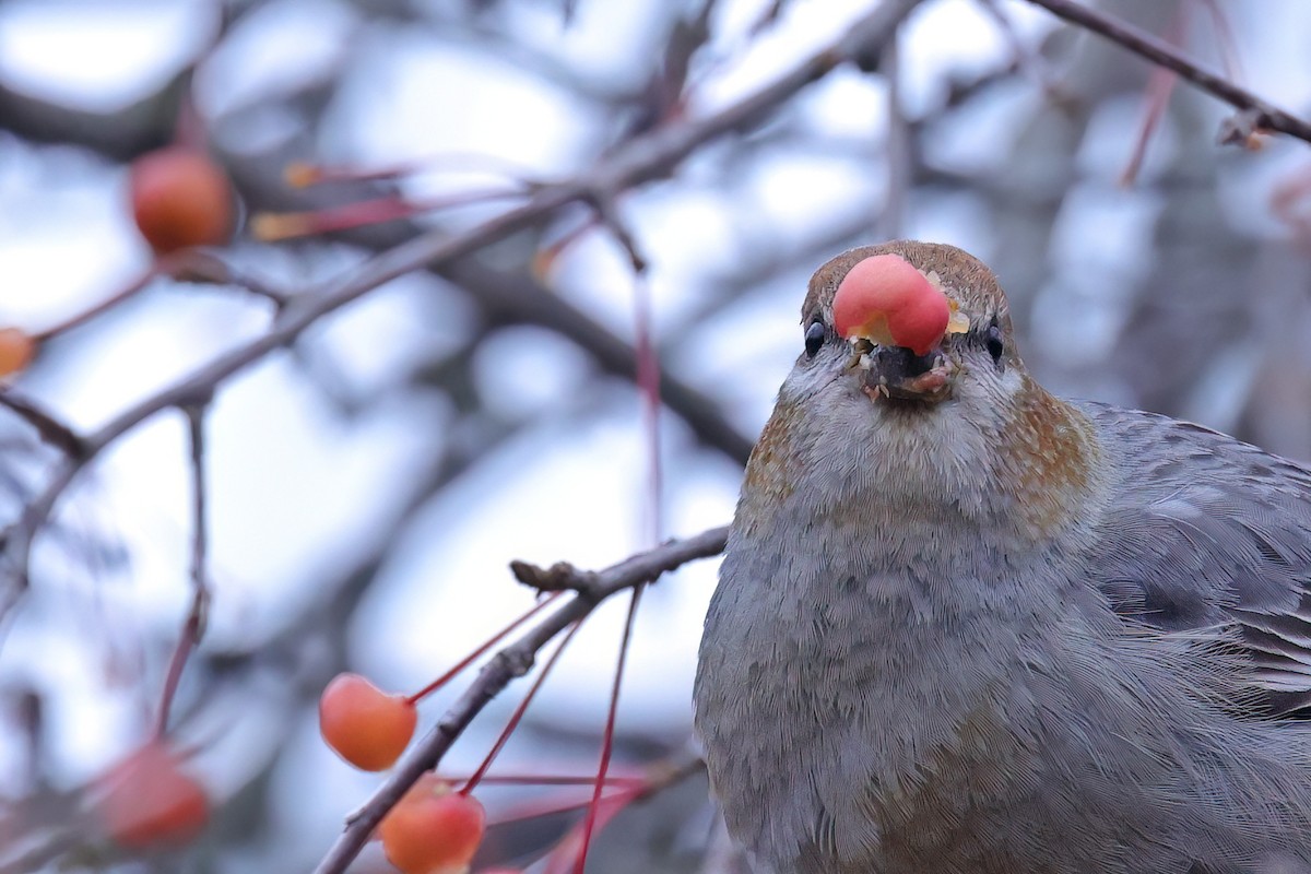 Hakengimpel - ML645576401