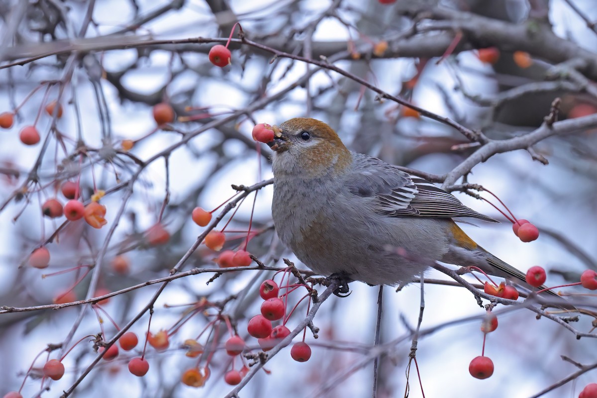 Hakengimpel - ML645576402