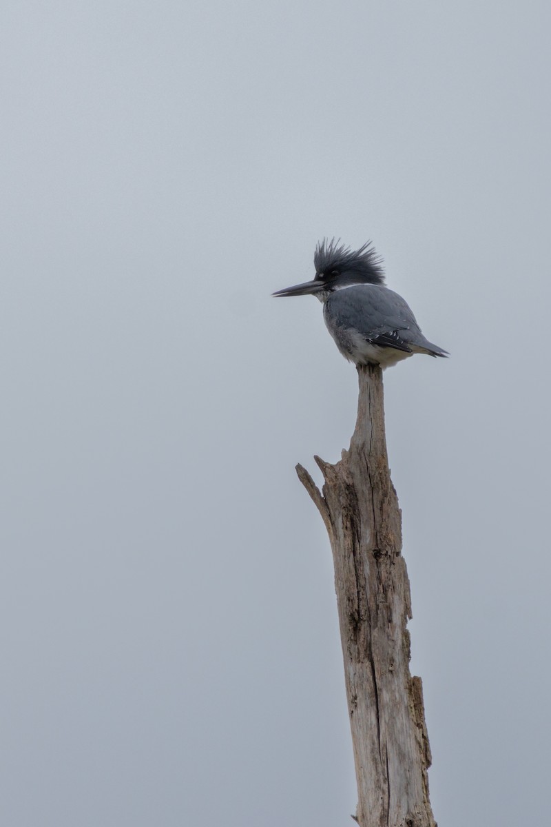 שלדג אמריקני - ML645576403