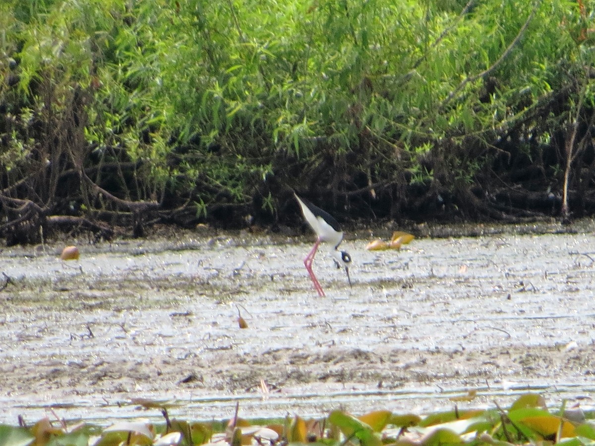 Black-necked Stilt - ML64557641