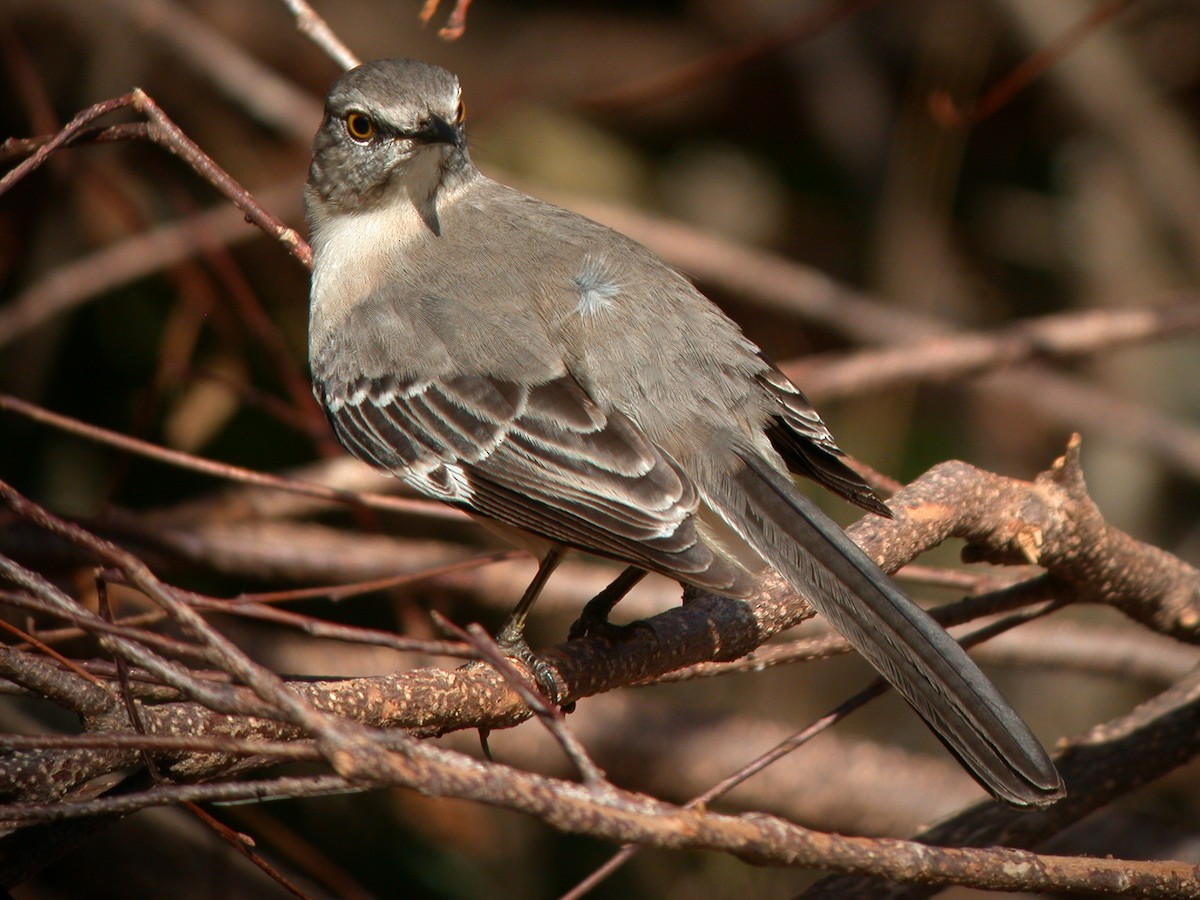 Northern Mockingbird - ML645576413