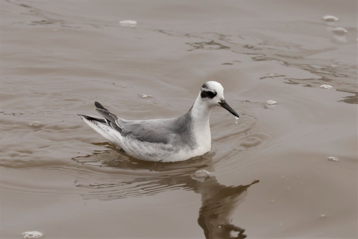 Red Phalarope - ML645576414