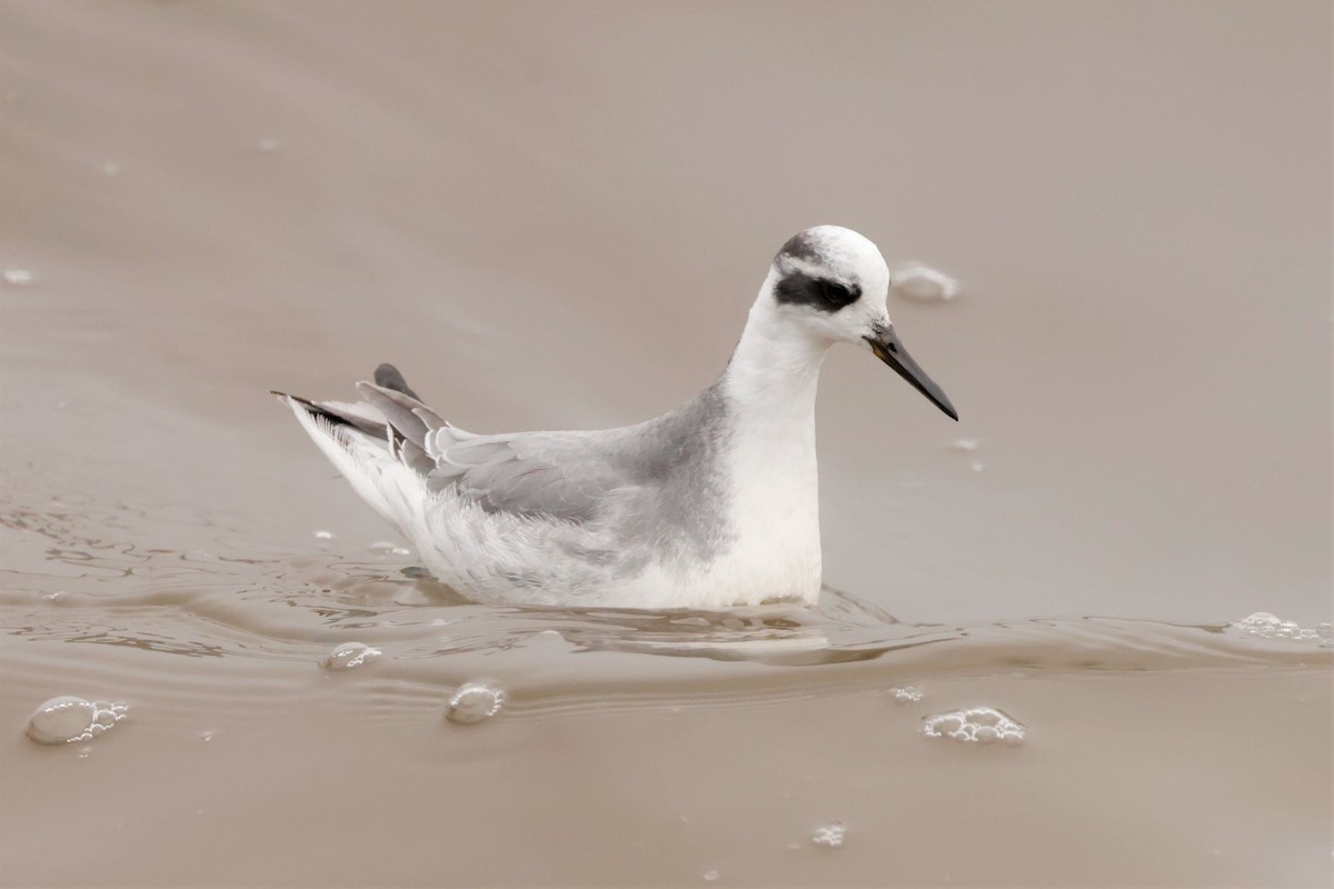 Red Phalarope - ML645576415