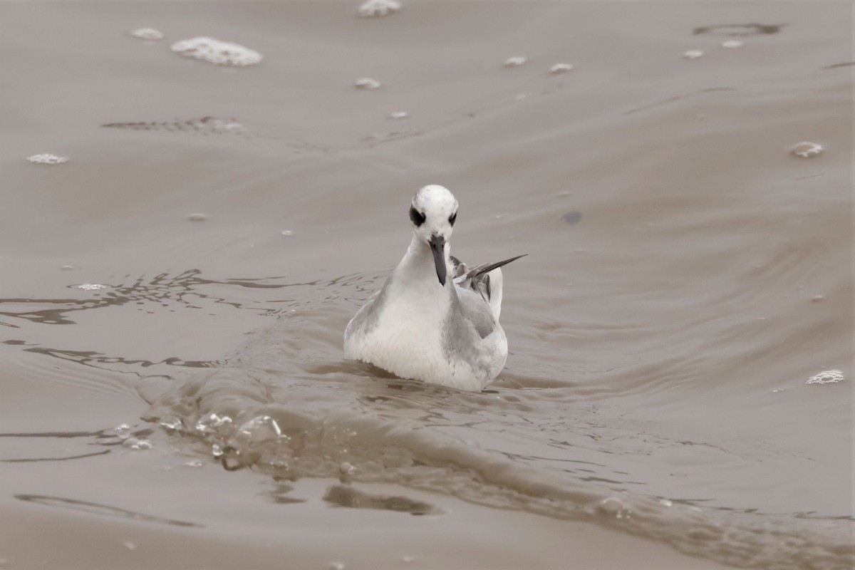Red Phalarope - ML645576416