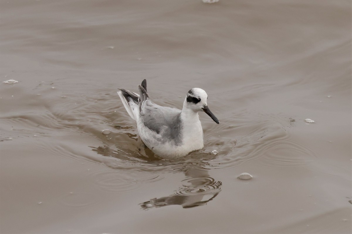 Red Phalarope - ML645576417