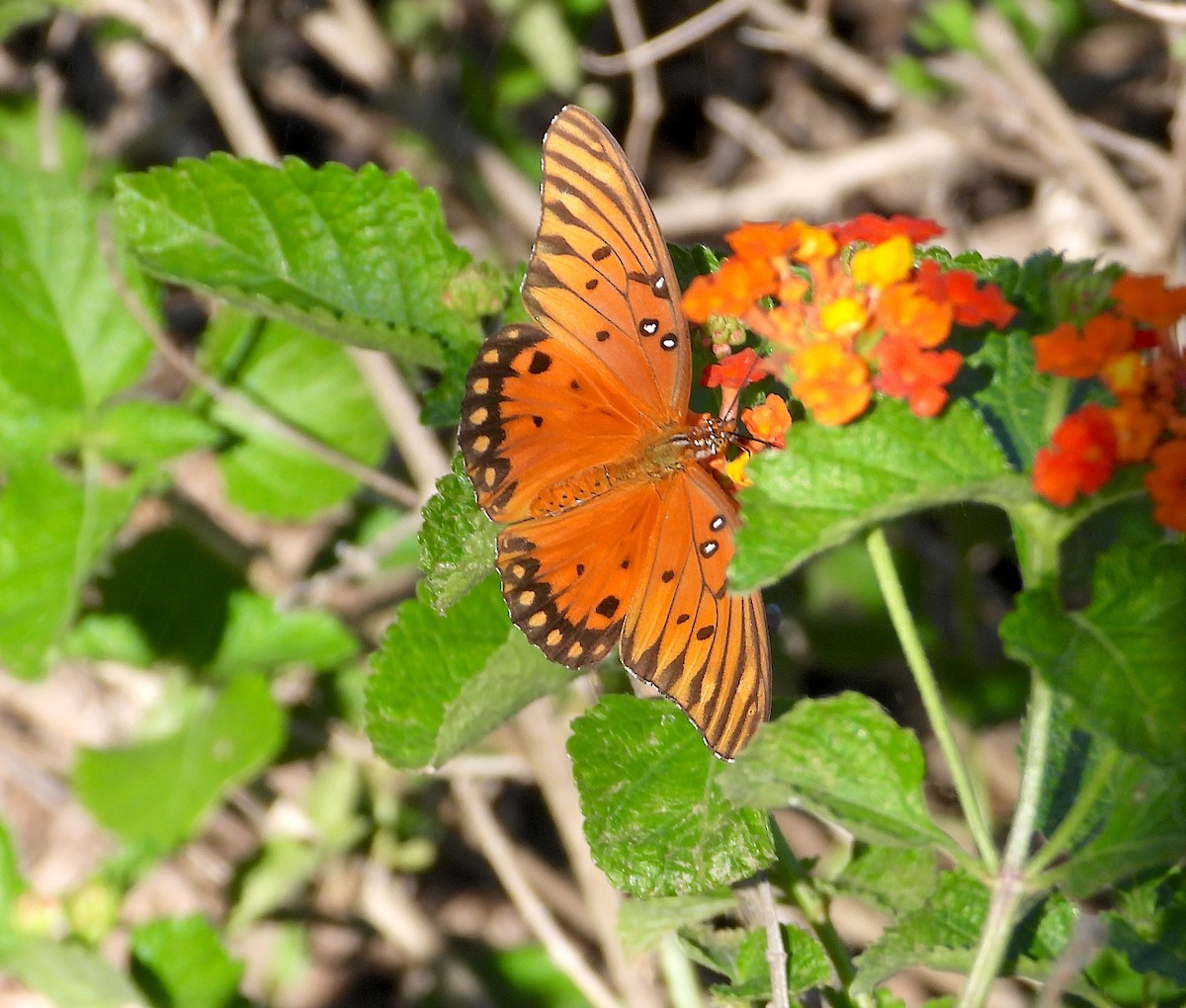 Gulf Fritillary - ML645576420