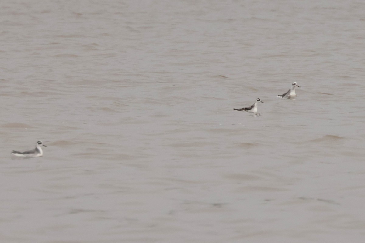 Red-necked Phalarope - ML645576421