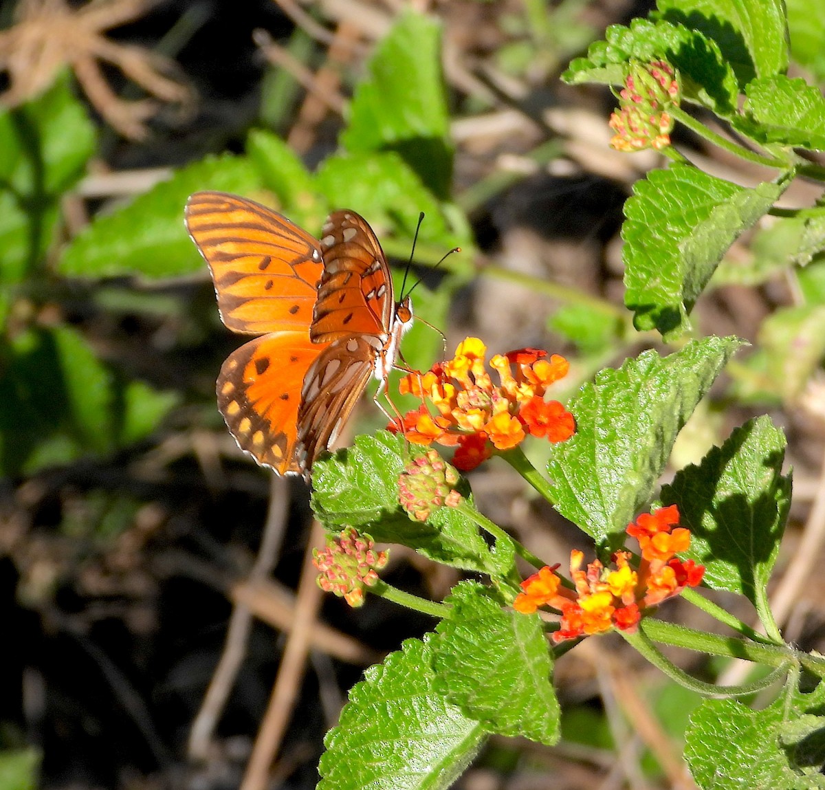 Gulf Fritillary - ML645576422