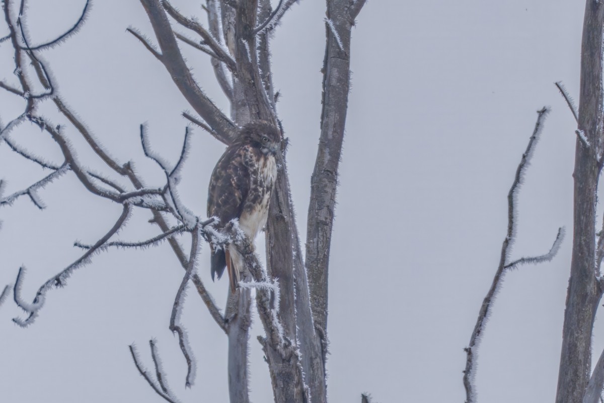 Red-tailed Hawk - ML645576424