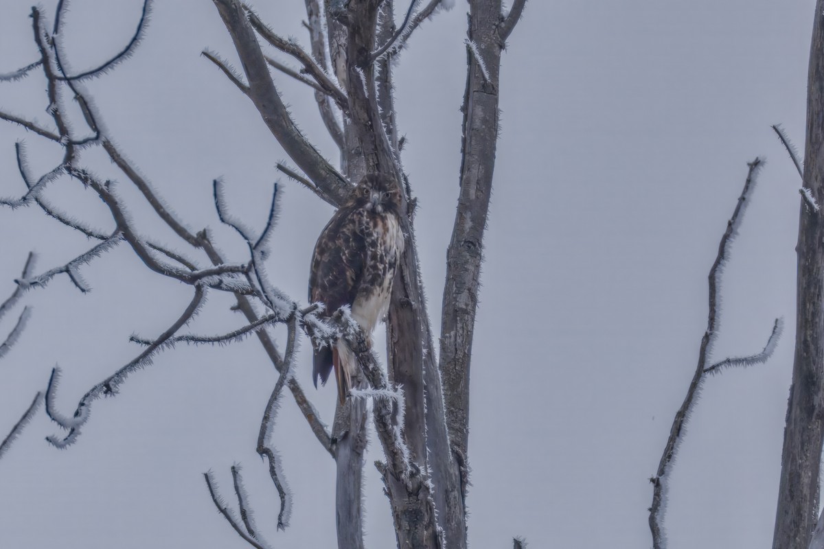 Red-tailed Hawk - ML645576425