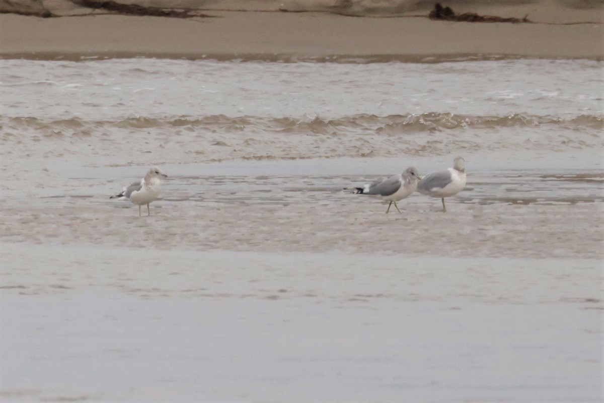 Short-billed Gull - ML645576431