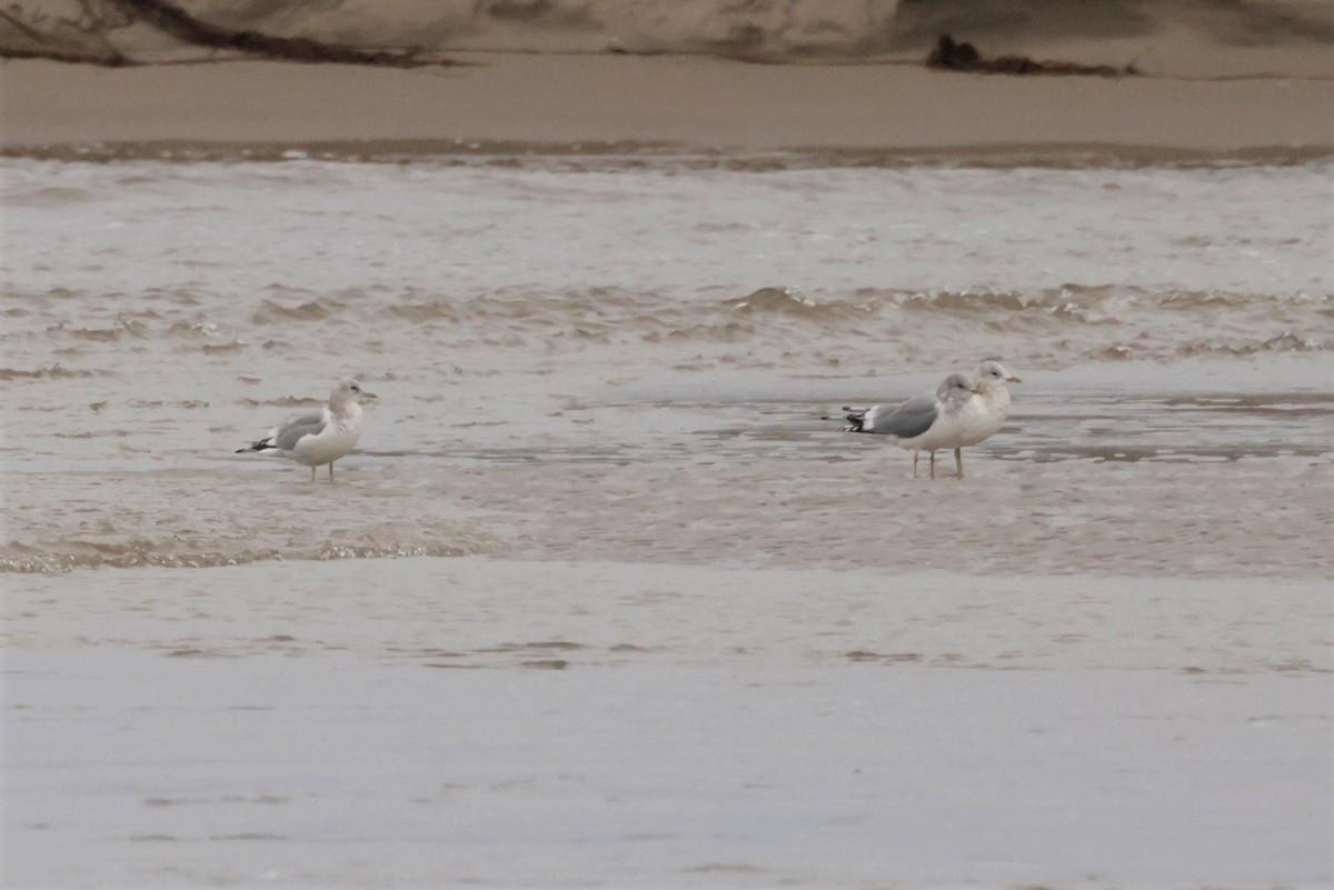 Short-billed Gull - ML645576432