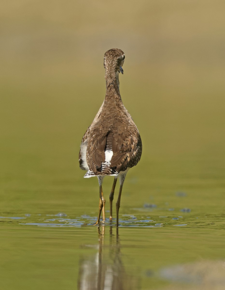 vodouš bahenní - ML645576435