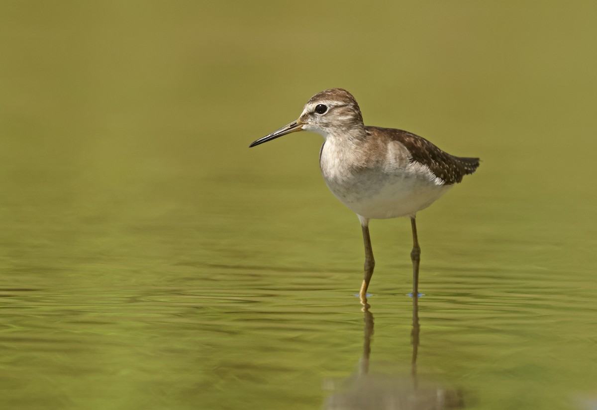 vodouš bahenní - ML645576436