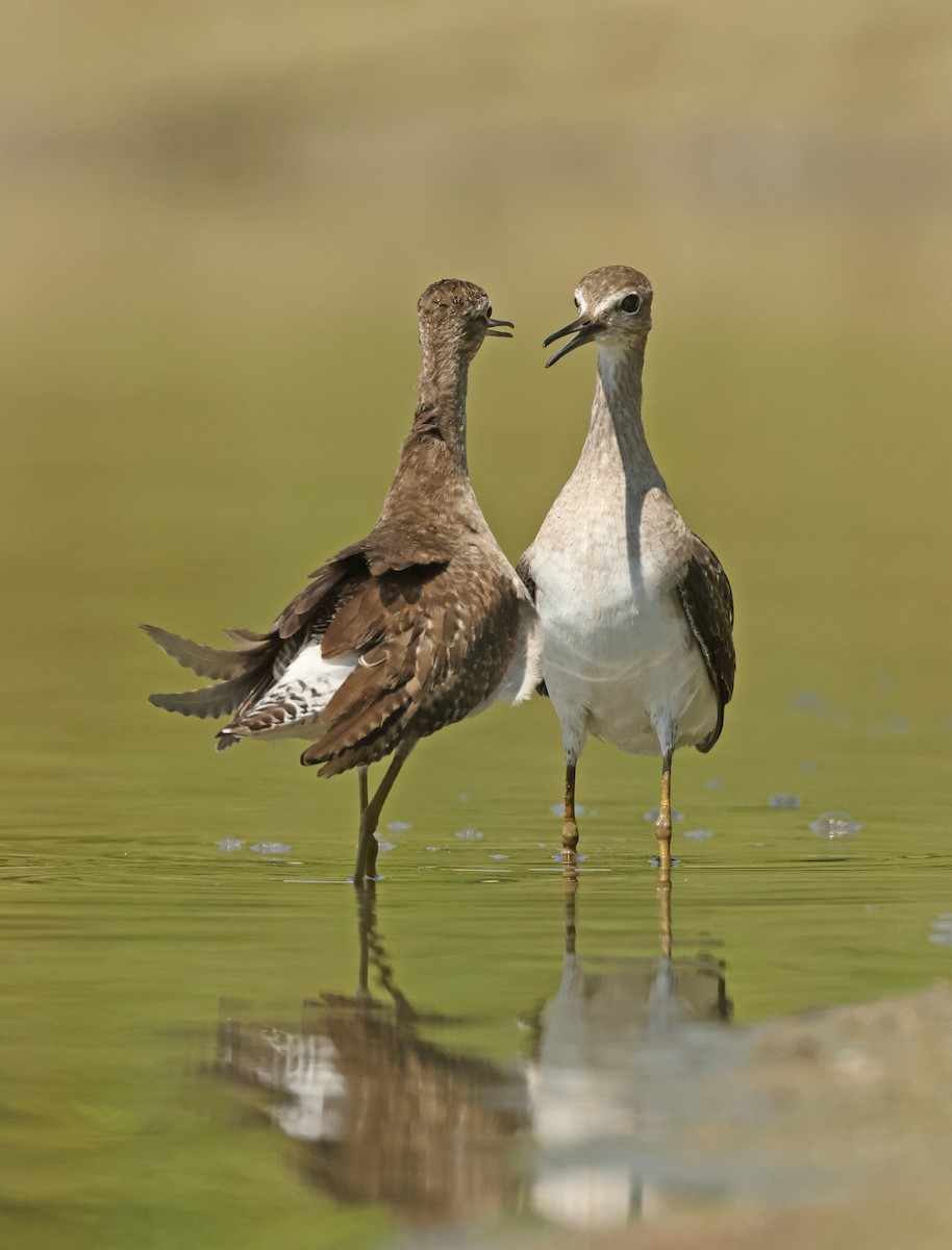 vodouš bahenní - ML645576437