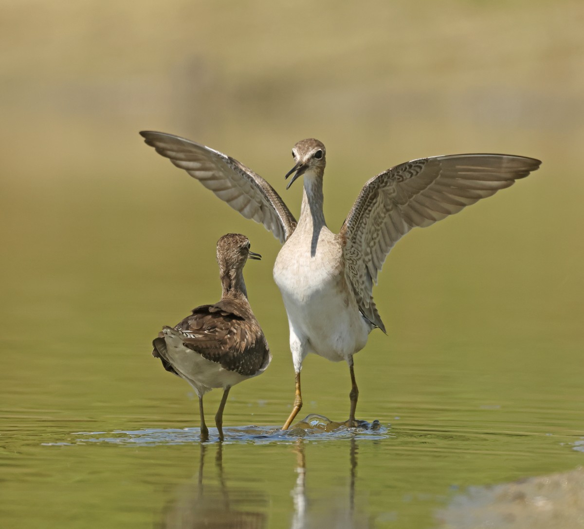 vodouš bahenní - ML645576438