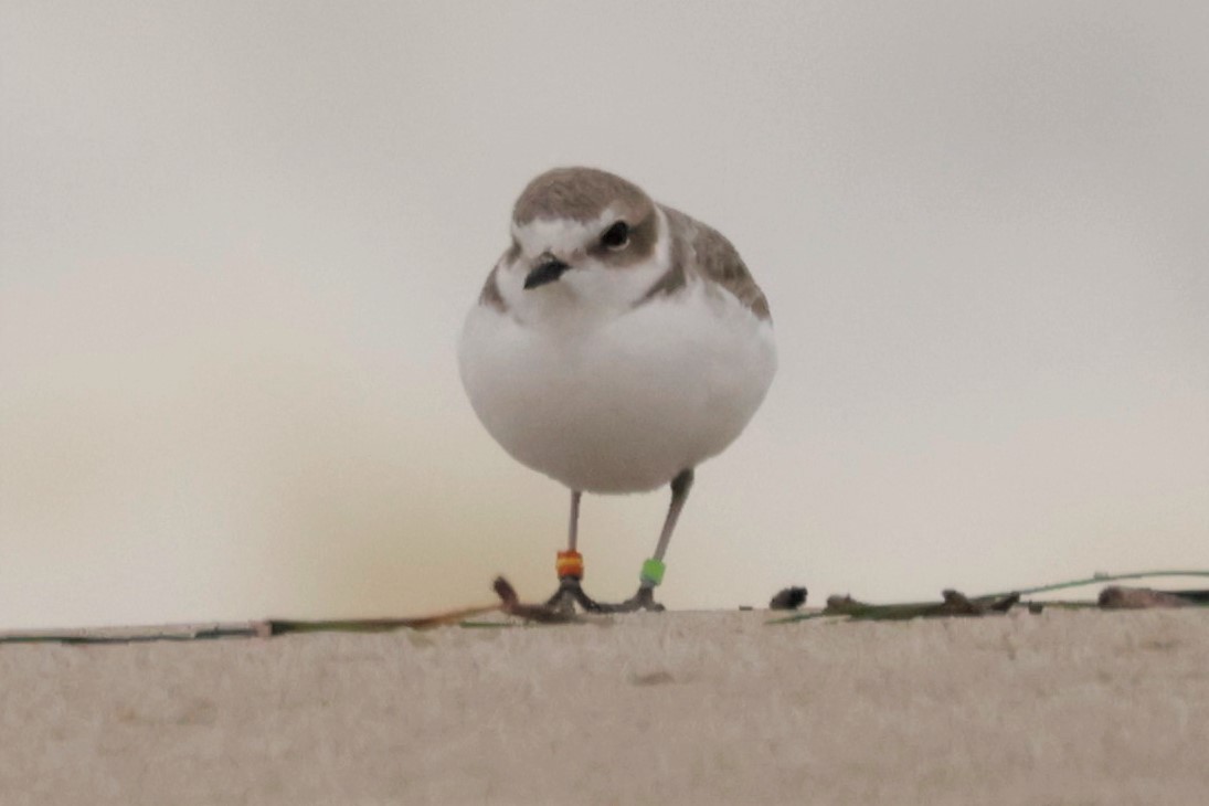 Snowy Plover - ML645576442