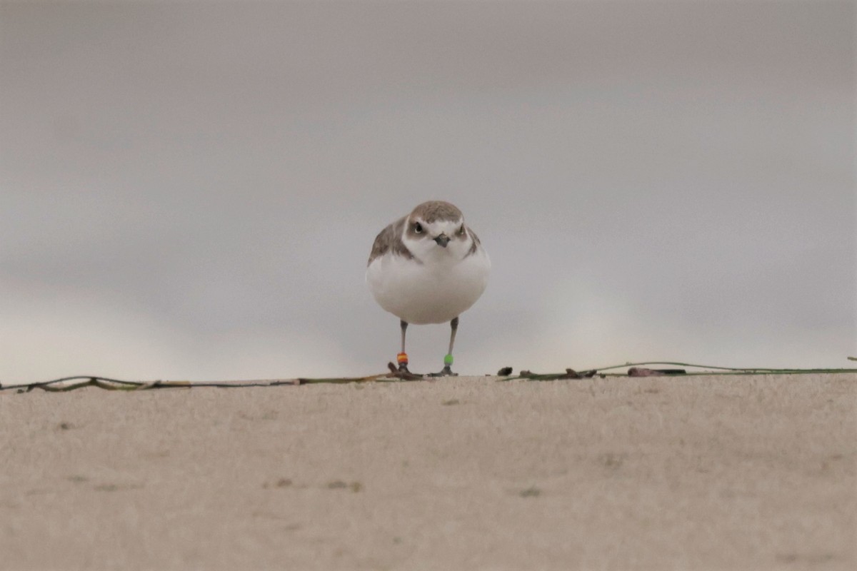 Snowy Plover - ML645576443