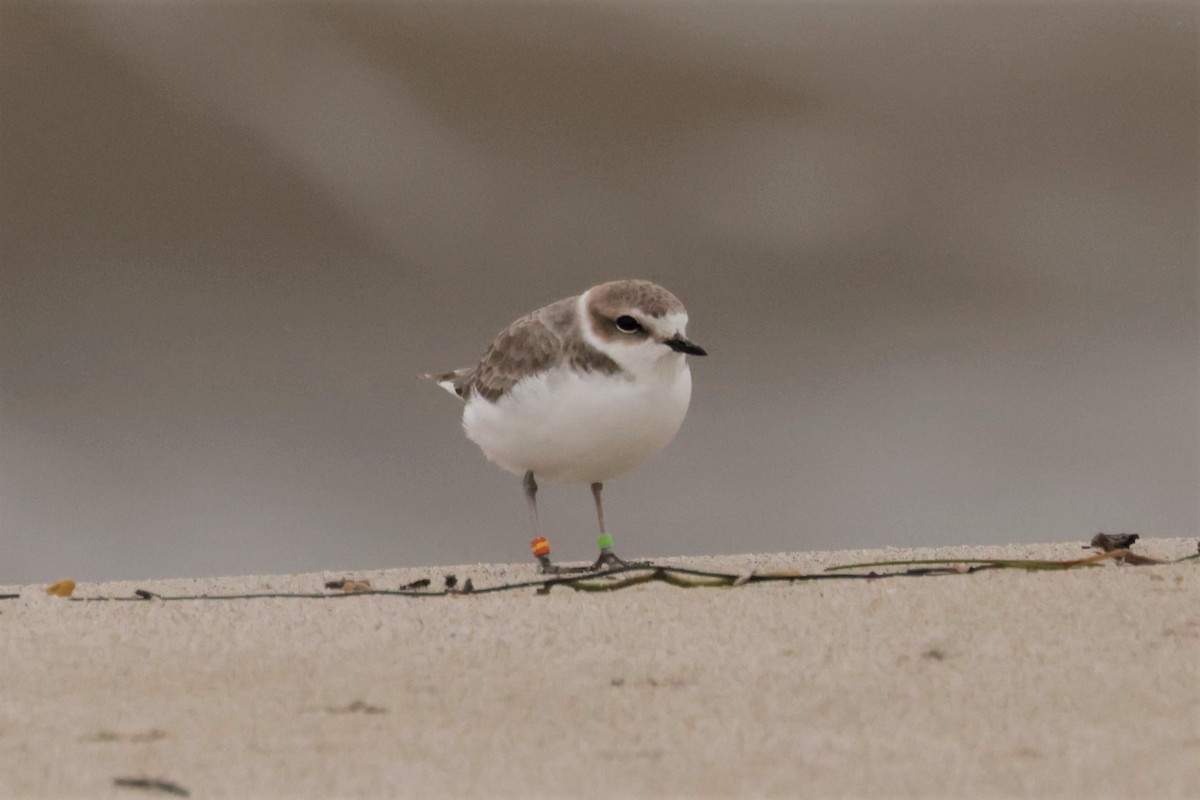 Snowy Plover - ML645576444