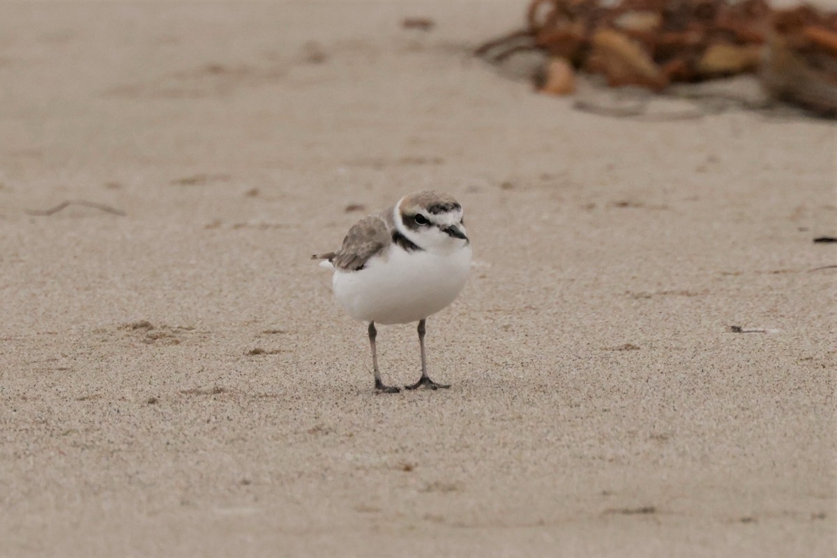 Snowy Plover - ML645576445