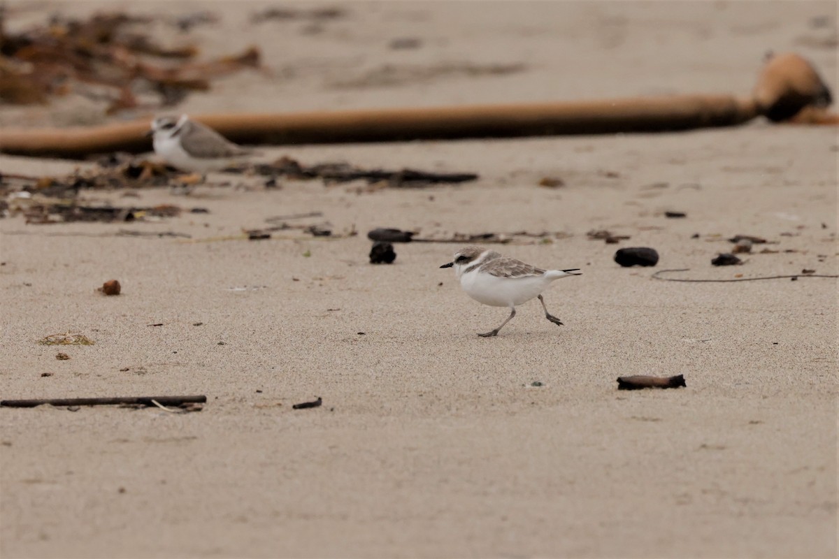 Snowy Plover - ML645576446