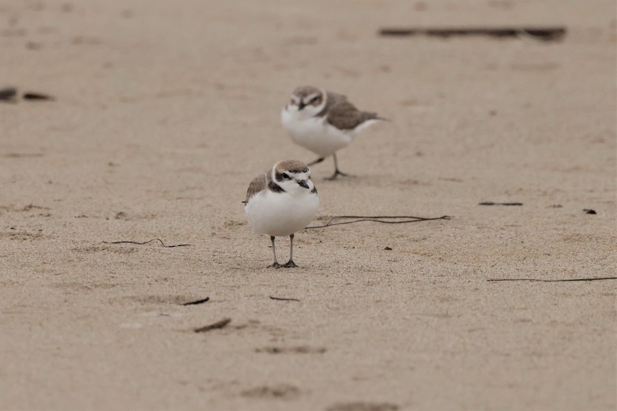 Snowy Plover - ML645576447