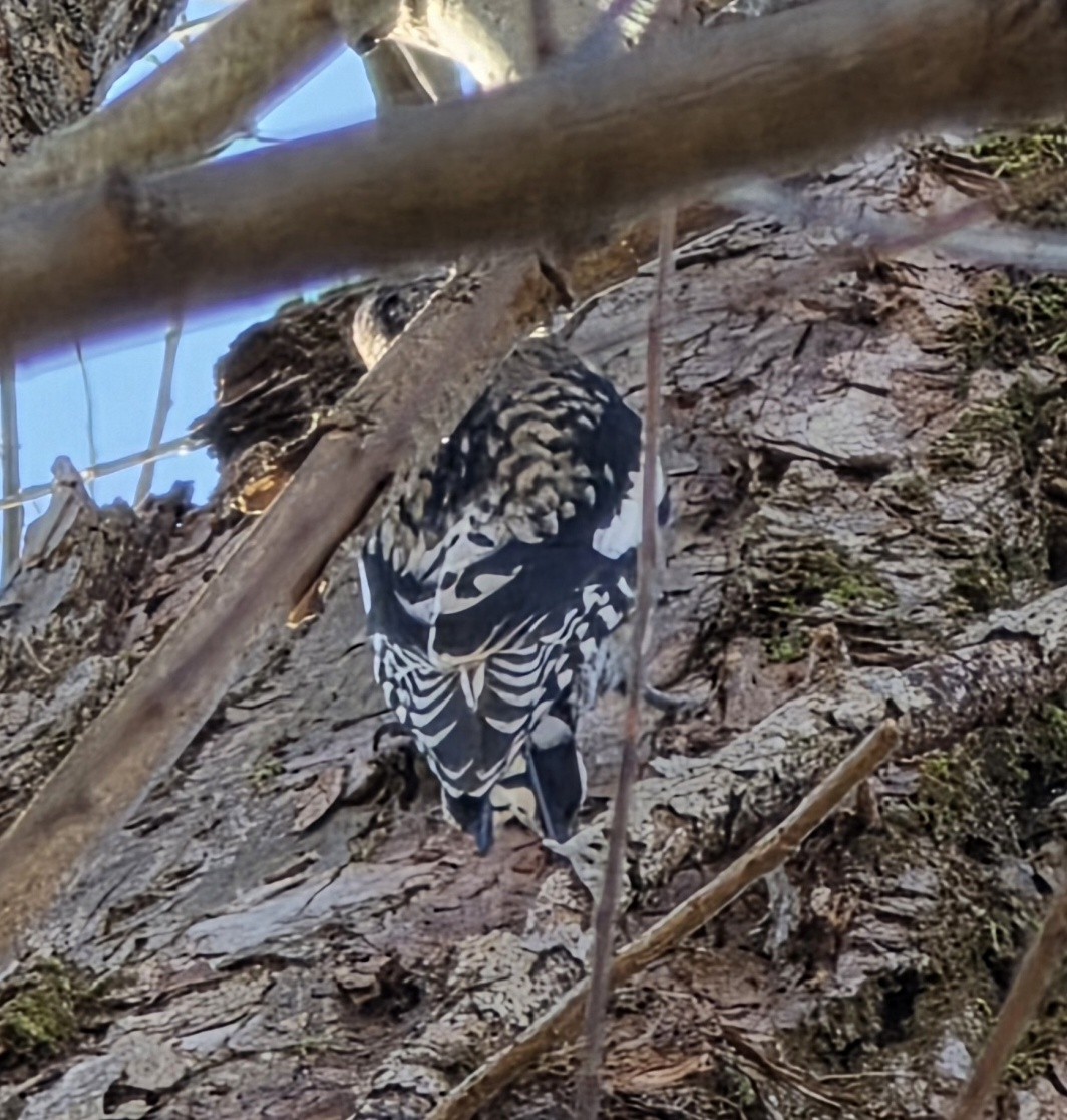 Yellow-bellied Sapsucker - ML645576448