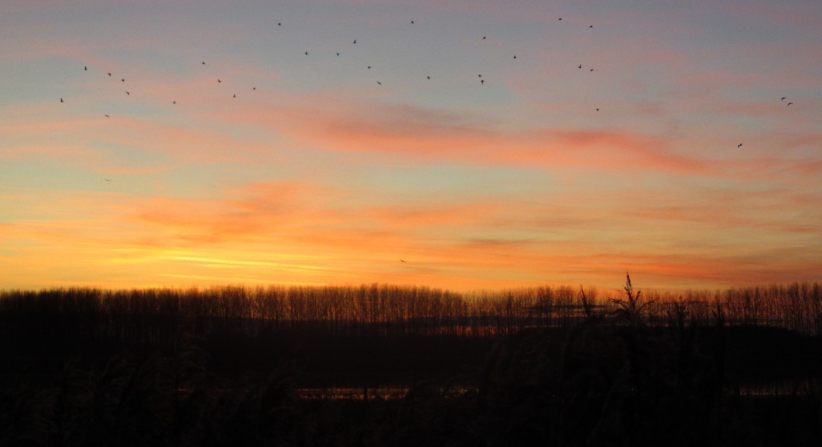 Caspian Gull - ML645576450