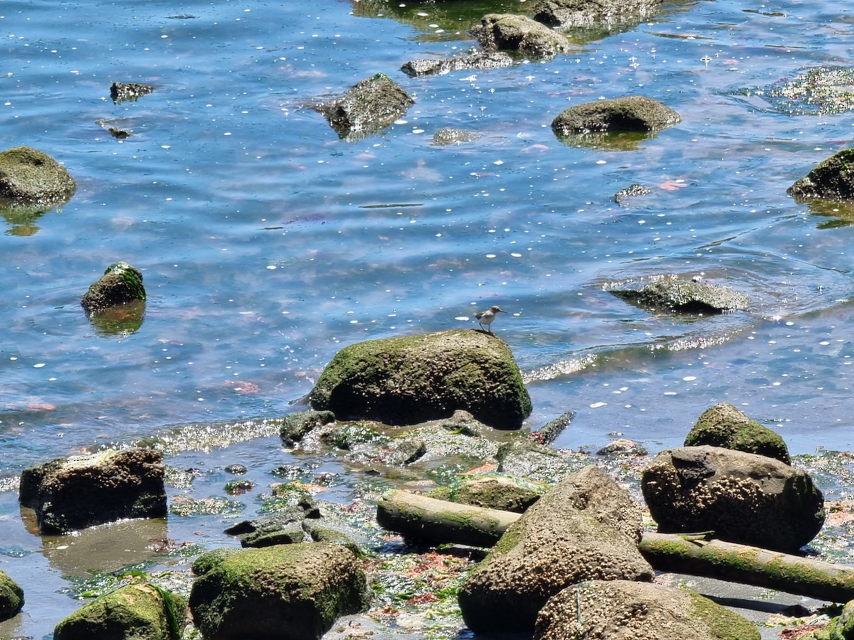 Spotted Sandpiper - ML645576451