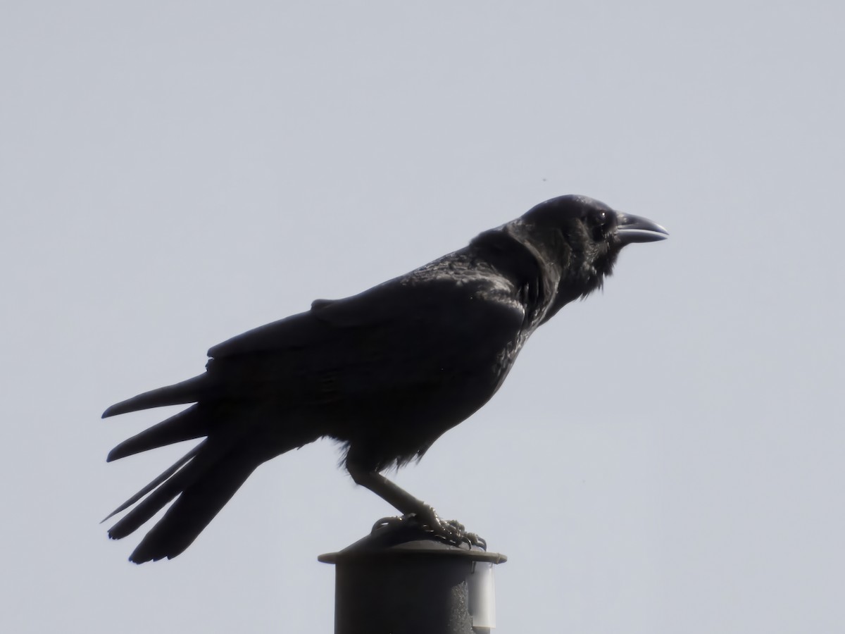 American Crow - ML645576453