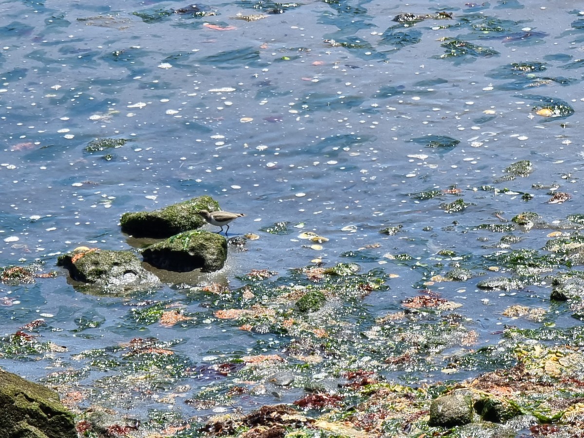 Spotted Sandpiper - ML645576458