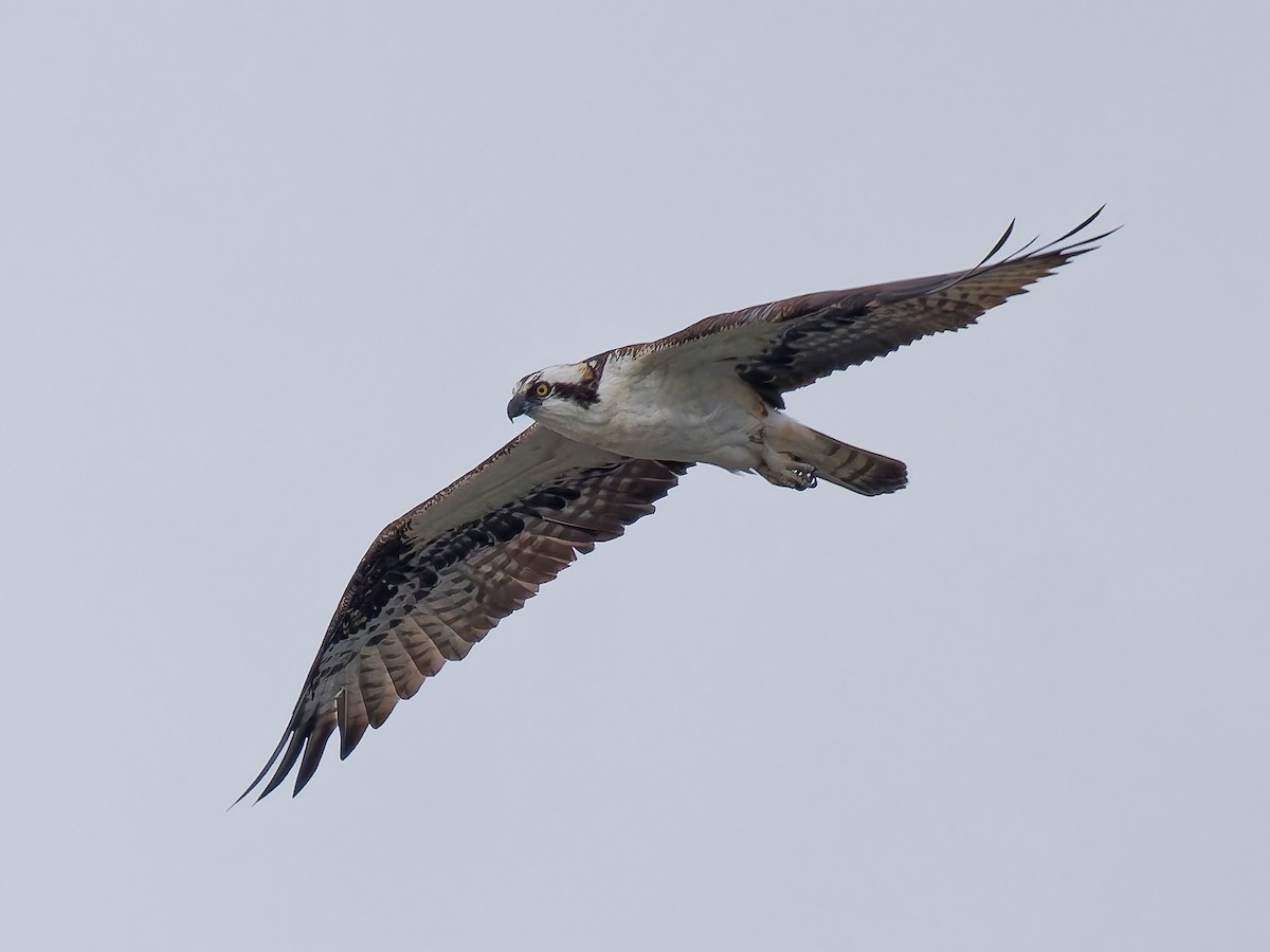 Osprey - ML645576459