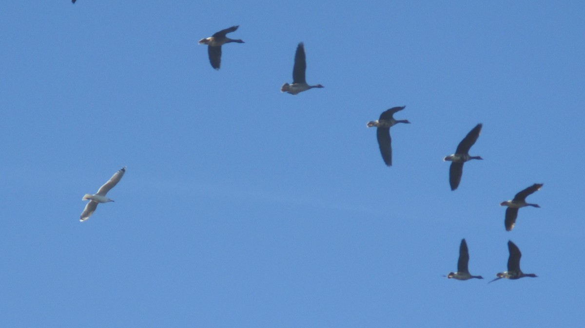 Caspian Gull - ML645576463