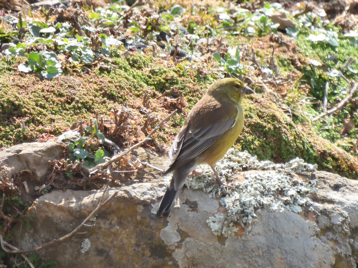 Drakensberg Siskin - ML645576466