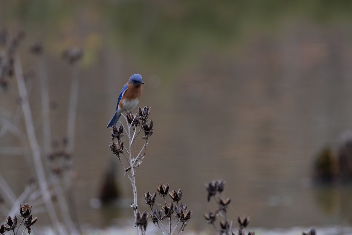 Eastern Bluebird - ML645576469