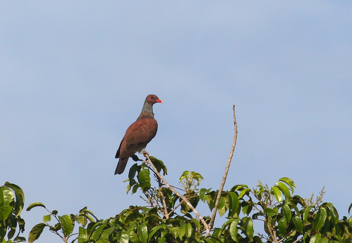 Scaled Pigeon - ML645576471