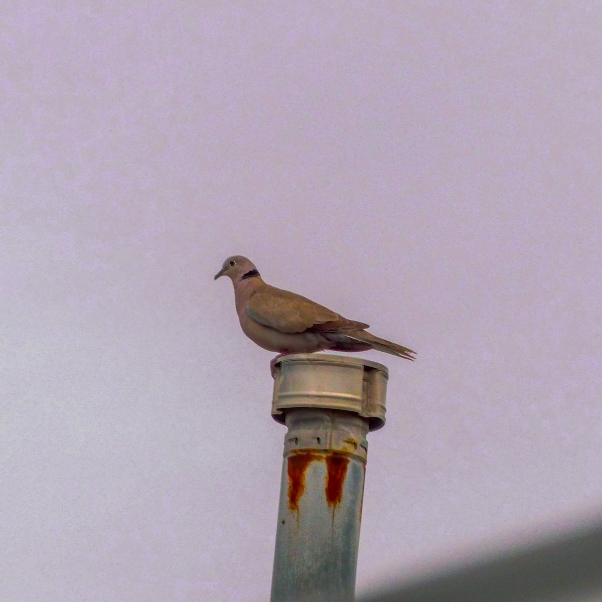 תור צווארון - ML645576472