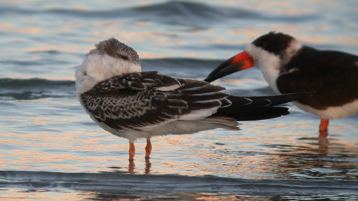 Black Skimmer (niger) - ML645576473