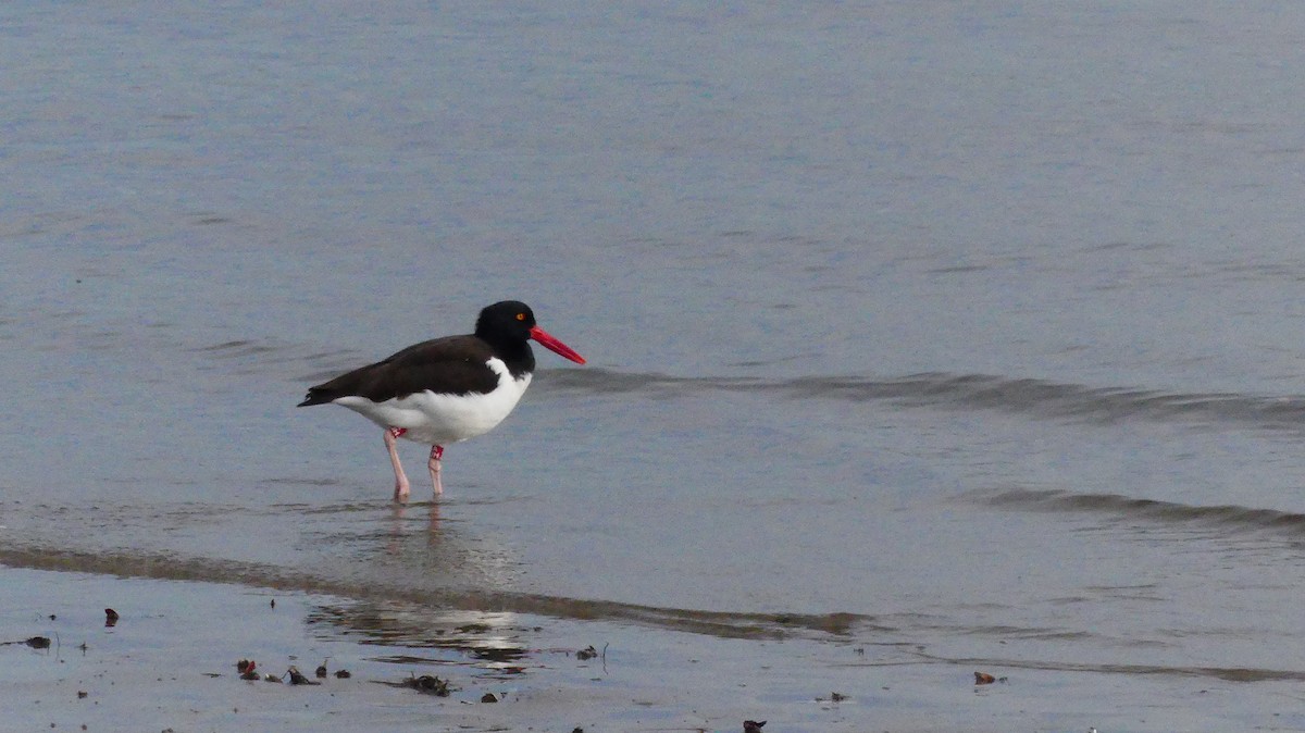 שלצדף אמריקני - ML645576475