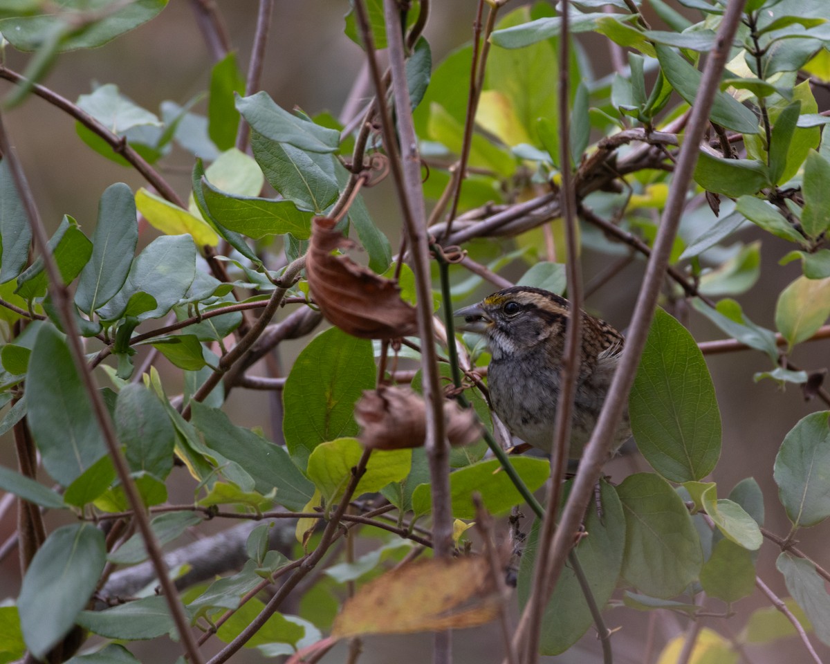 גיבתונית לבנת-גרון - ML645576476