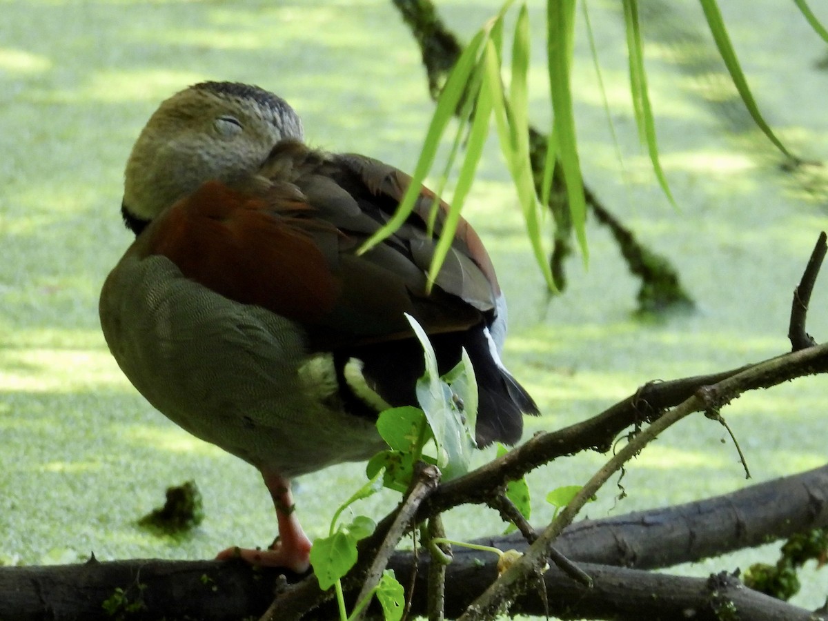 שרשיר צווארון - ML645576477
